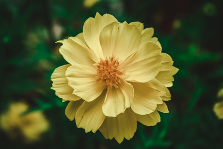 Yellow Flowerの写真素材