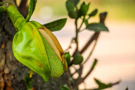 Asian summer fruits named Jackfruit scientific name Artocarpus heterophyllus. it is close up shot of small baby fresh Jackfruit. it is green when is in the early age. it is also Jackfruit flowerの写真素材