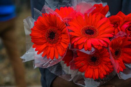 Bellis perennis, Common daisy, Lawn daisy, English daisyの写真素材