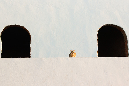 White wall with cat (siesta)の写真素材