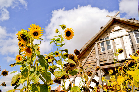Ukrainian houseの写真素材