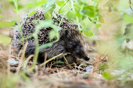Woodsman hedgehog in the forestの写真素材
