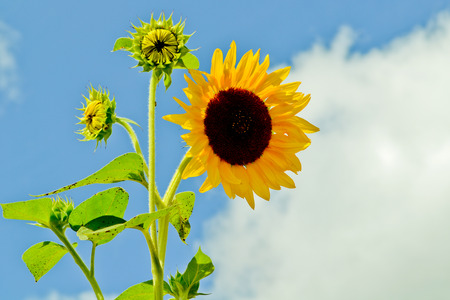 Yellow sunflower against the blue Ukrainian skyの写真素材