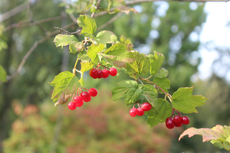 Red Cranberry - Ukrainian charactersの写真素材