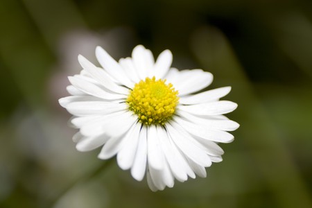 Daisy flower. Close-up.の写真素材