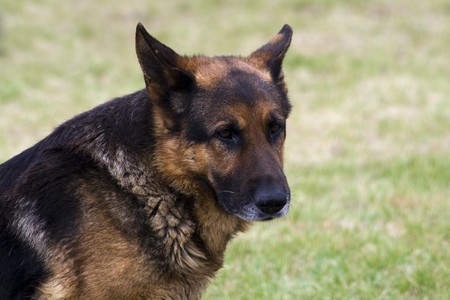 German shepherd sitting on a green grass.の写真素材