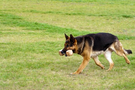German shepherd running with wood toy.の写真素材