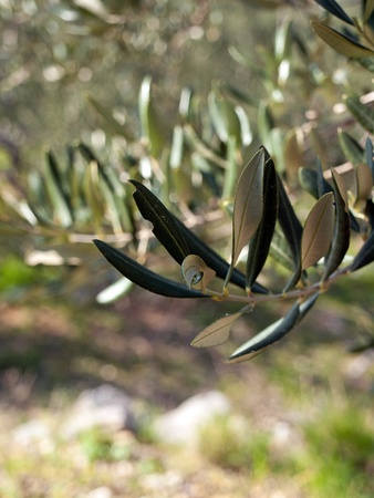 Close up olive tree branchの写真素材