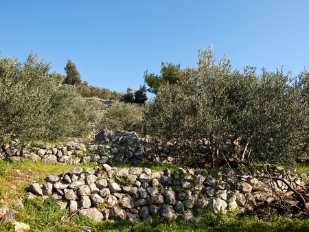 Olive trees and old stone wallの写真素材