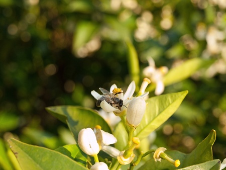 Bee on orange citrus flower close upの写真素材