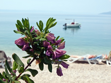  Violet flower near the blue seaの写真素材