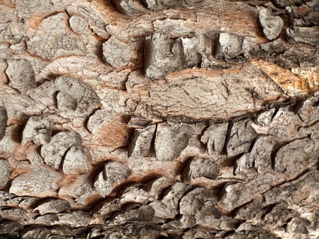 Detail of very old palm treeの写真素材