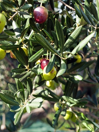 Olive tree close up in natureの写真素材
