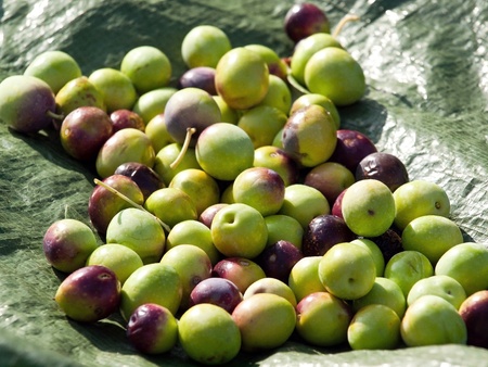 Olives on the green backgroundの写真素材