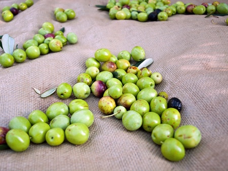 Picked green olives on the groundの写真素材
