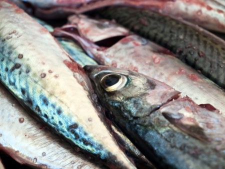 Image shows a mackarel fish close upの写真素材