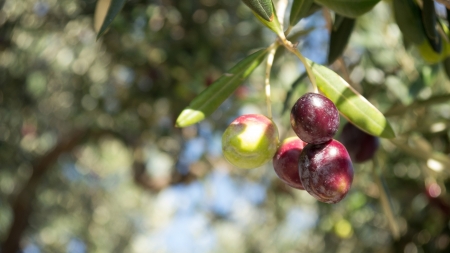 View at shinny olives on tree の写真素材