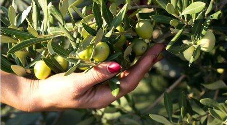 Woman with red nails picking green olives on plantationの写真素材