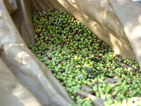 Many picked olive fruits on the groundの写真素材