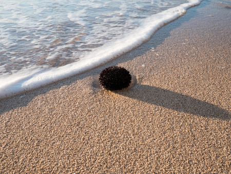 Black sea urchin on sandy beachの写真素材