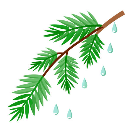 Spruce branch in raindrops close-up. Green wet branch of Christmas tree bottom view. AI generated. Vector iconのイラスト素材