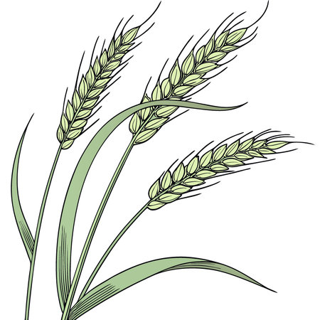 Green young ears of wheat in June isolated on white background with clipping path. macro. AI generated. Vector iconのイラスト素材