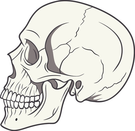 Human skull side view. angled perspective. transparent background. AI generated. Vector iconのイラスト素材