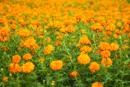 Orange flower fieldの写真素材