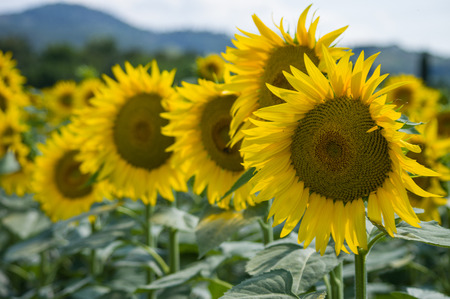 Sunflowers field. Tuscanyの写真素材
