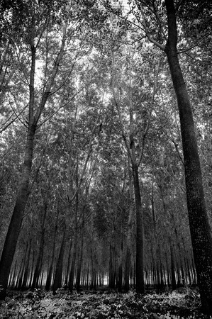 Oak forest in the herat of Tuscany, Italyの写真素材