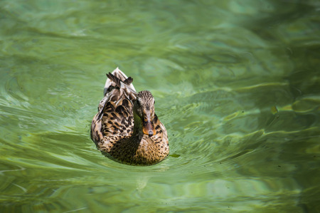 Female mallard duck (Anas platyrhynchos) swimming in a lakeの写真素材