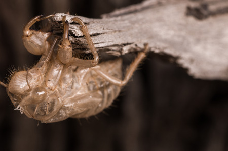 Empty chrysalis cicada empty after metamorphosisの写真素材