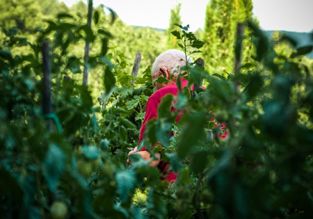 Old farmer at work during harvesting in Tuscanyの写真素材