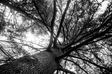 Old oak in Tuscany, black and white.の写真素材
