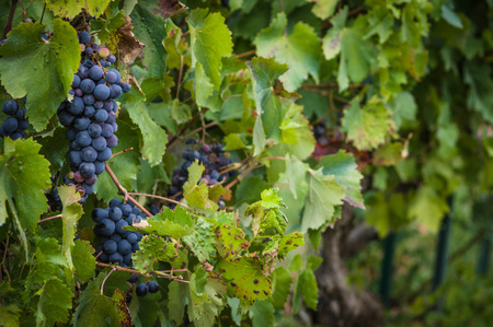 bunch of red grapes on the vine with green leaves