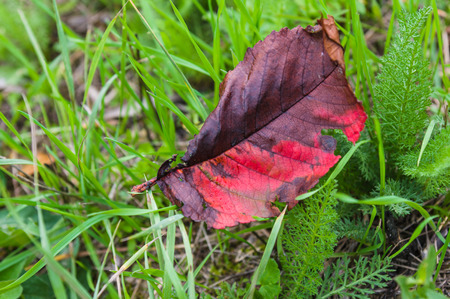 Fall leaves for an autumn background in Italy