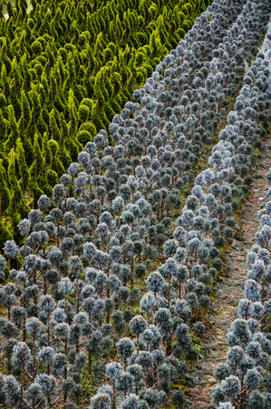 Outdoor nursery in Tuscany in autumn, Italy