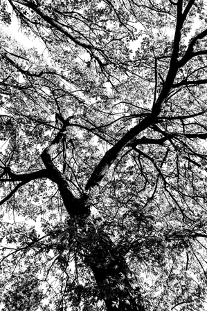 Oak with landscape in early autumn in Italy
