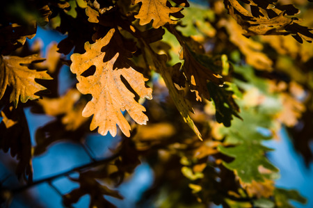 Oak leaves in early autumn in Italyの写真素材