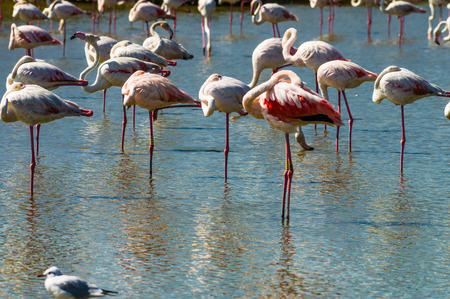 Pink big bird Greater Flamingo (Phoenicopterus ruber) in the water, Camargue, Franceの写真素材