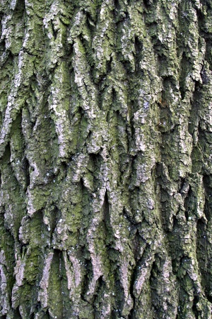 Bark as a background