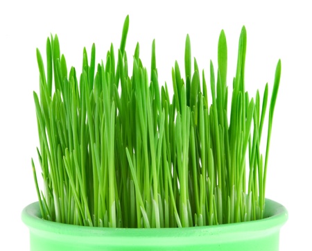 Close-up of green oat grass in a pot isolated on whiteの写真素材