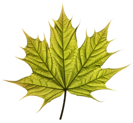 Spring maple leaf isolated on white