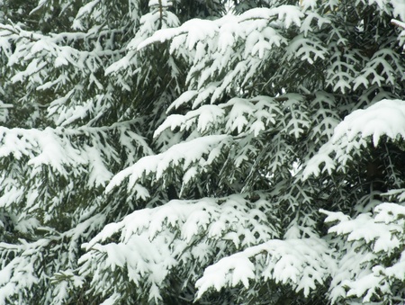Snow covered fir-tree branchesの写真素材