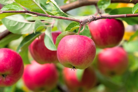 Red apples on apple tree branchの写真素材