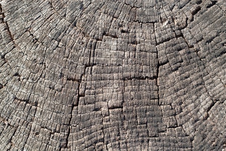 Old wood cut textureの写真素材