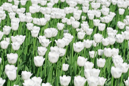 White blooming tulipsの写真素材