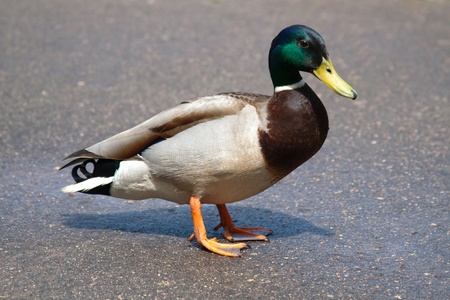 Beautiful colorful duckの写真素材