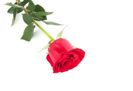 Beautiful red rose on white backgroundの写真素材