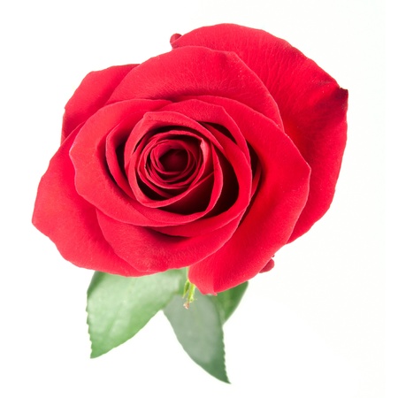 Beautiful red rose isolated on white backgroundの写真素材